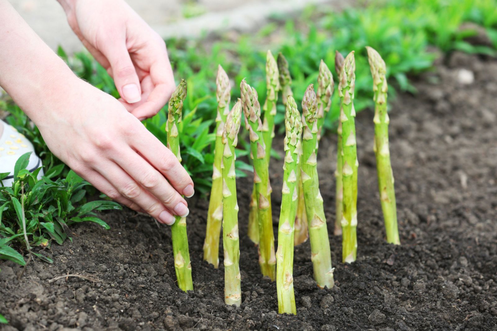 farmer planting asparagus in garden