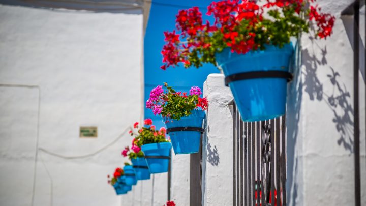 Flowers Of Spain: Meanings & And How To Grow Them