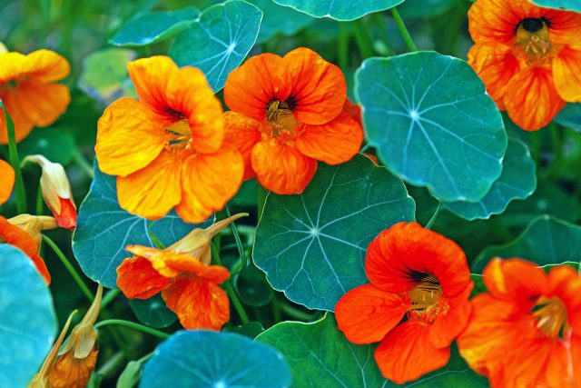 Nasturtium Companion Plants: Learn More About Companion Planting