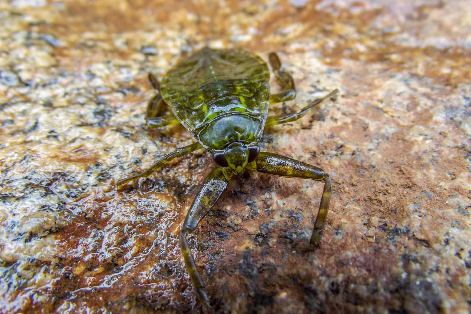 Giant Water Bug on a Rock