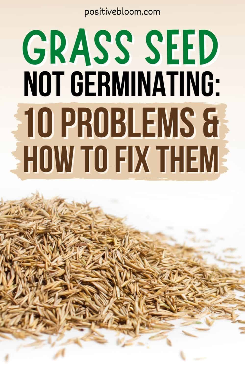 Grass Seed Not Germinating 10 Problems And How To Fix Them