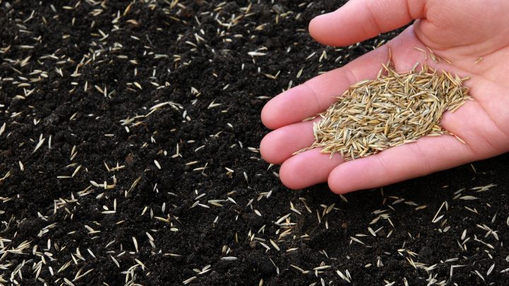 Grass Seed Not Germinating: 10 Problems And How To Fix Them