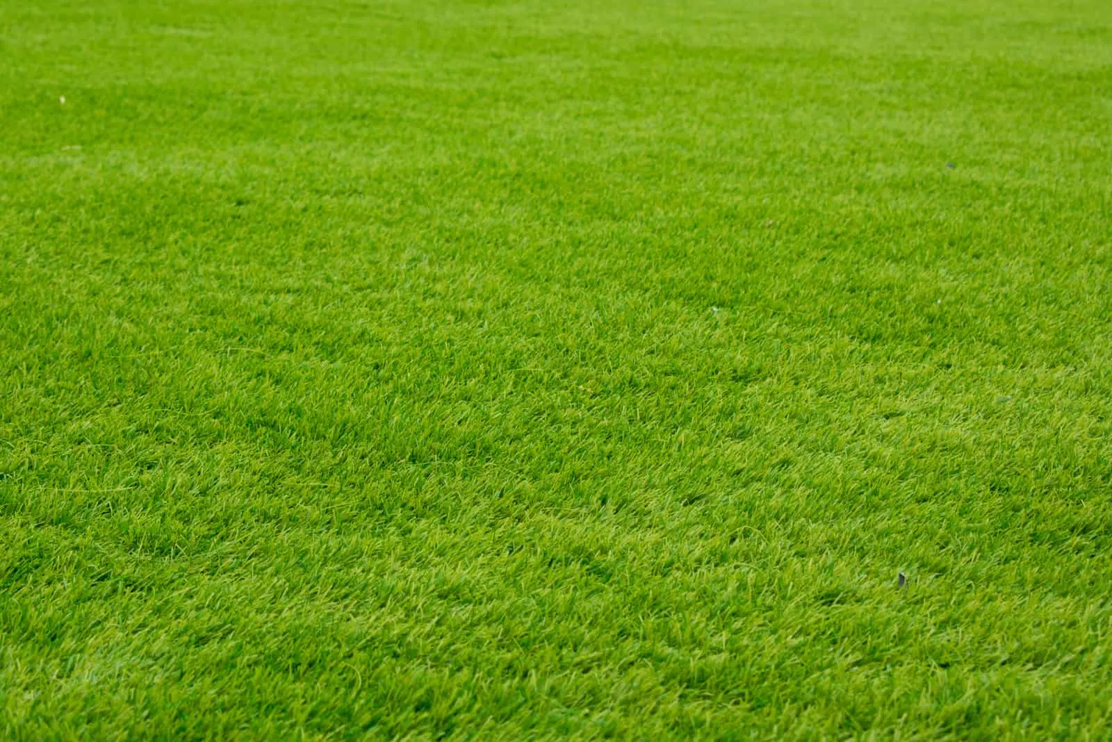 Green Bermuda Lawn Grass