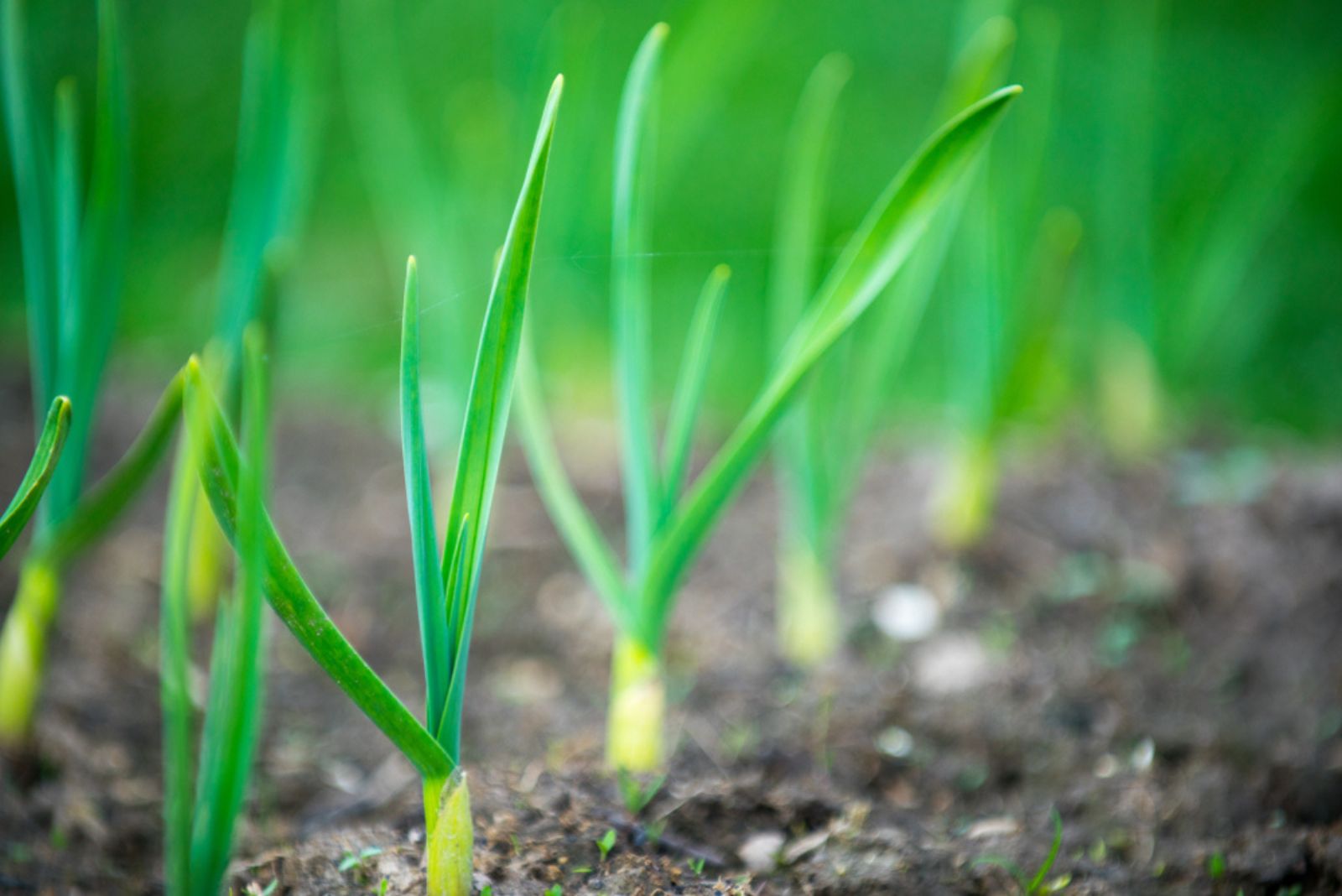 green onion in garden