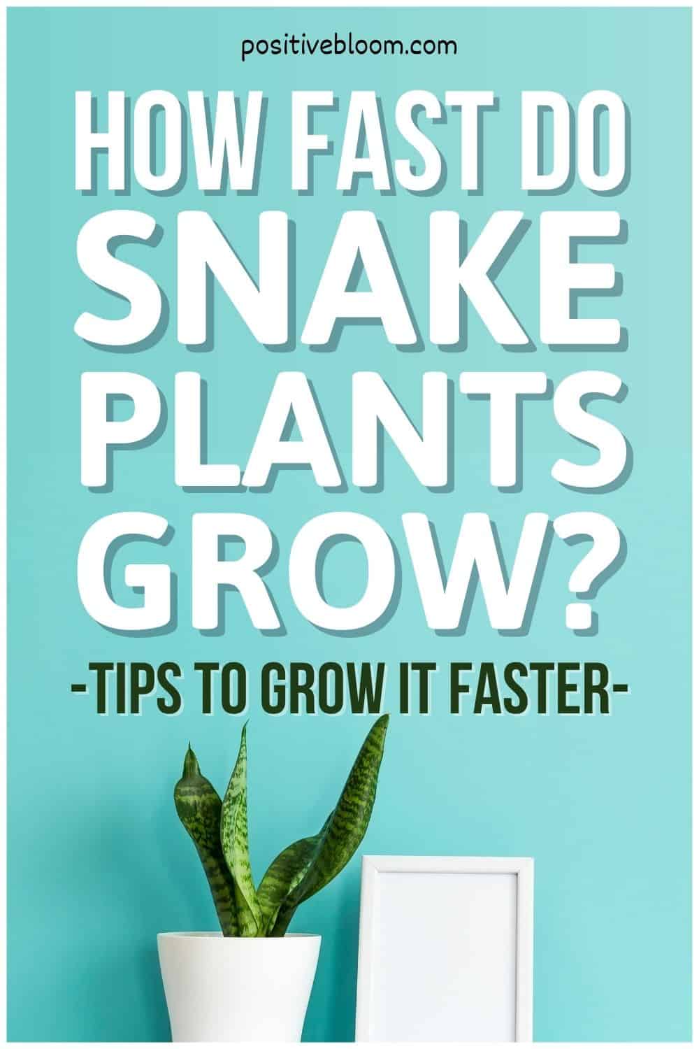 How Fast Do Snake Plants Grow (Tips To Grow It Faster)