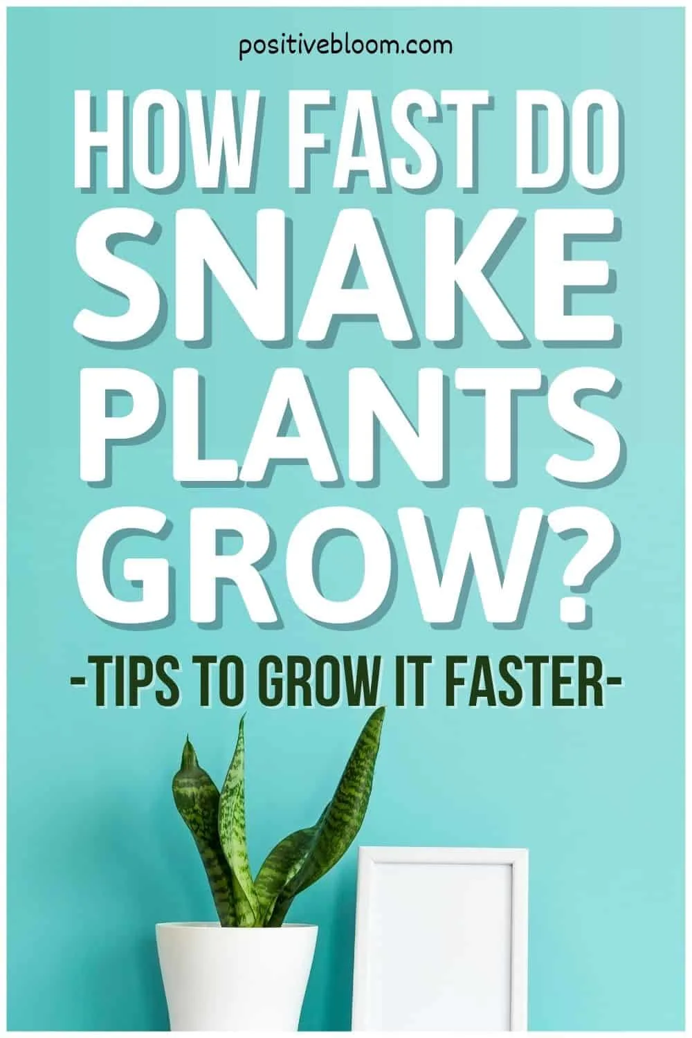 How Fast Do Snake Plants Grow (Tips To Grow It Faster)