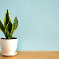 snake plant or Sansevieria Trifaciata