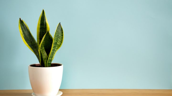 How Fast Do Snake Plants Grow? (Tips To Grow It Faster)