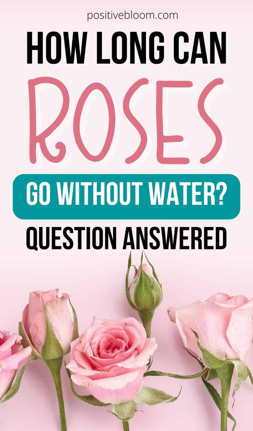 How Long Can Roses Go Without Water Question Answered (1)