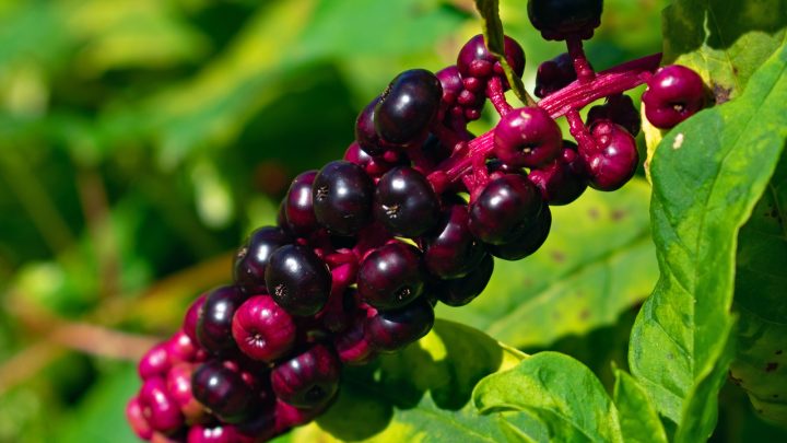 How To Get Rid Of Pokeweed: 4 Different Ways!