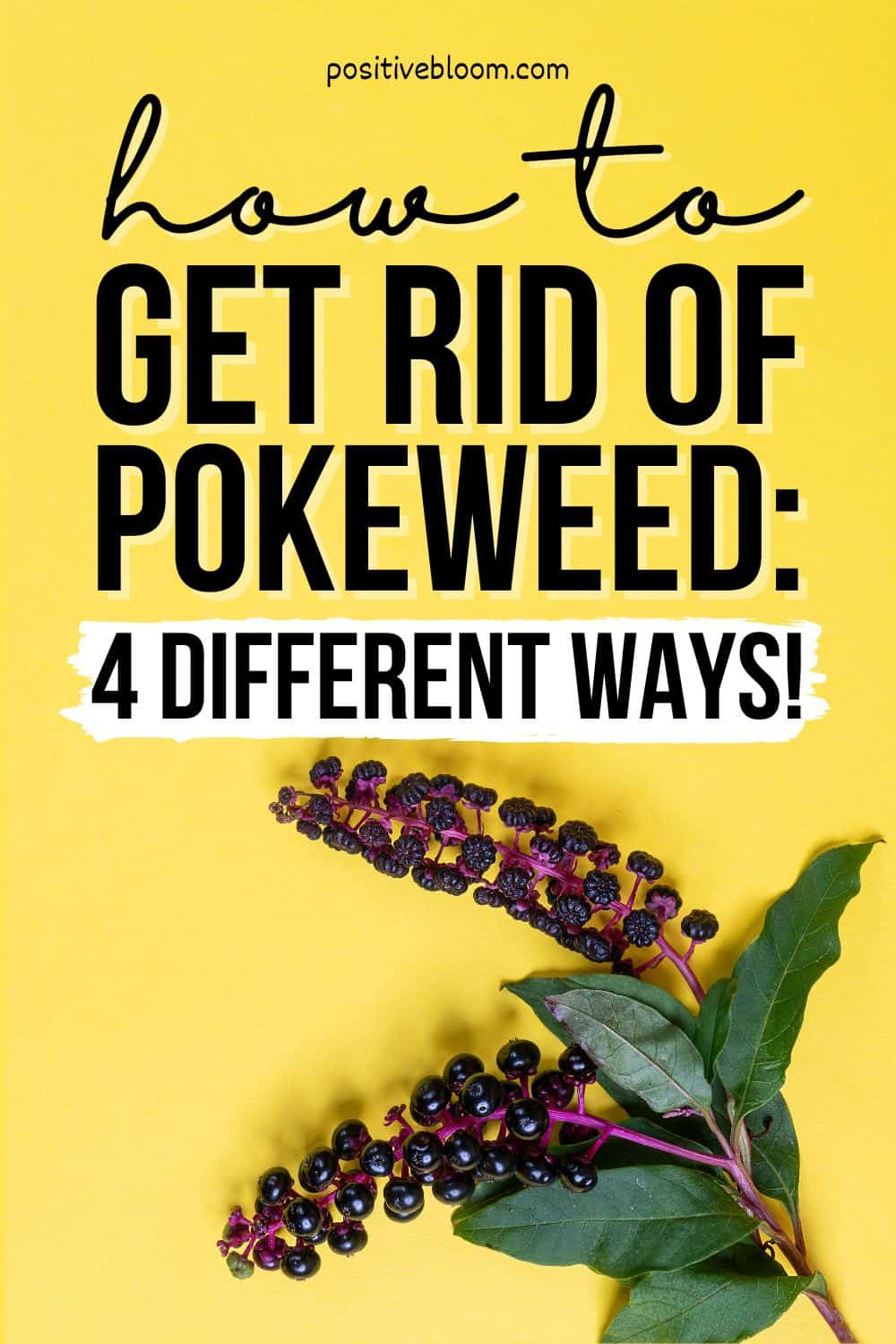 How To Get Rid Of Pokeweed 4 Different Ways! Pinterest