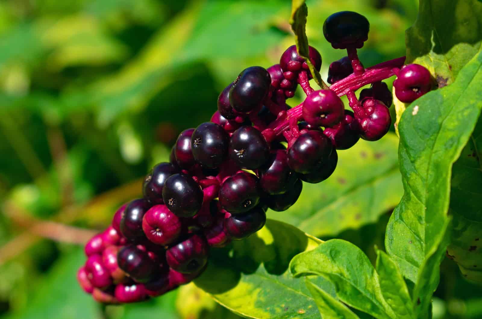 Use These 4 Brilliant Ways To Get Rid Of Pokeweed Once And For All