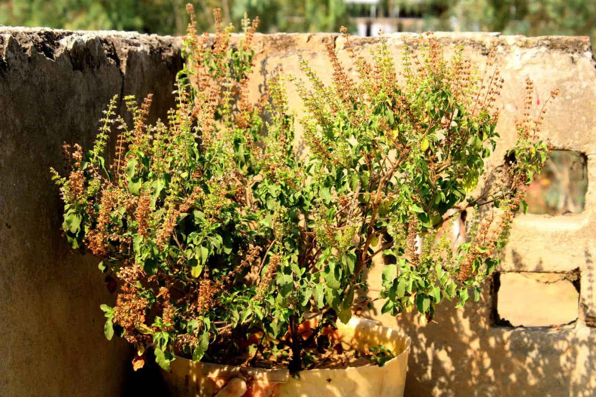 How To Save Tulsi Plant From Dying Everything You Need To Know