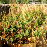 dying Tulsi Plant in pot