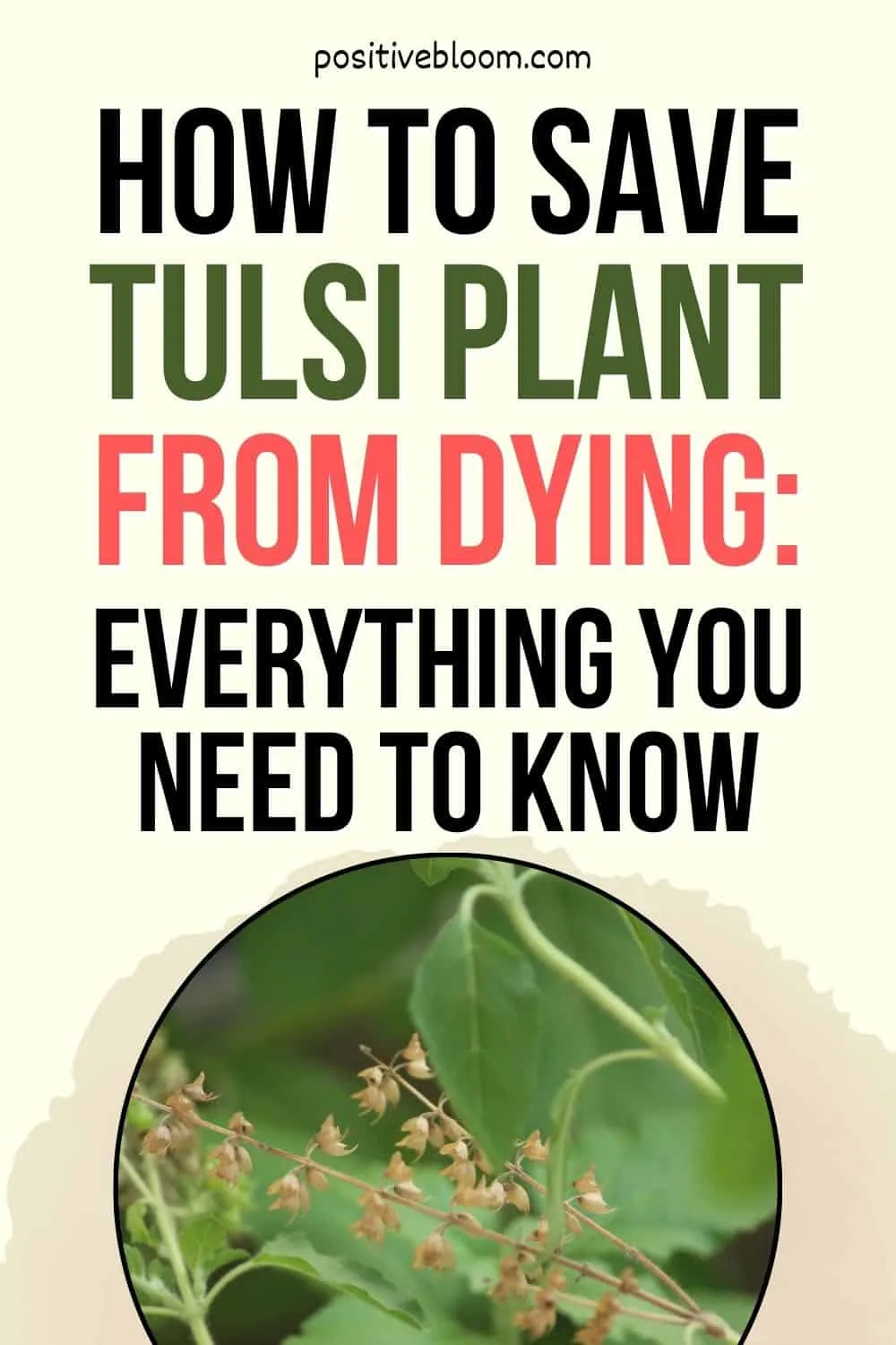 How To Save Tulsi Plant From Dying Everything You Need To Know Pinterest 