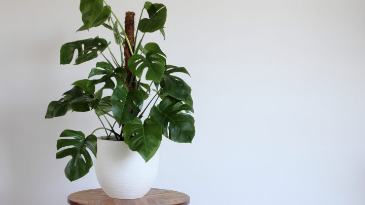 How To Stake A Monstera: Everything You Need To Know