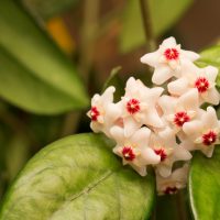 hoya fungii plant