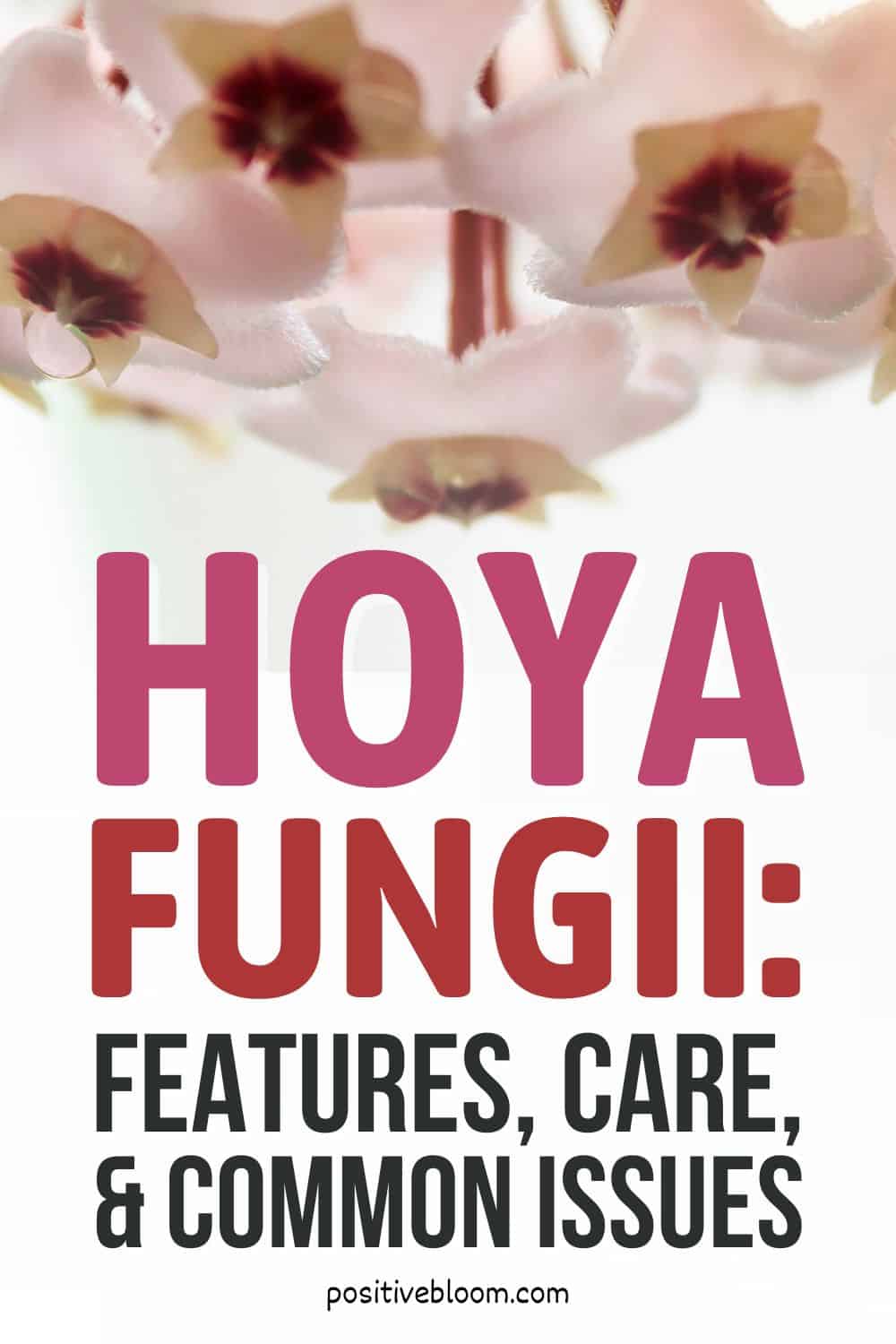 Hoya Fungii Features, Care Guide, And Common Issues Pinterest