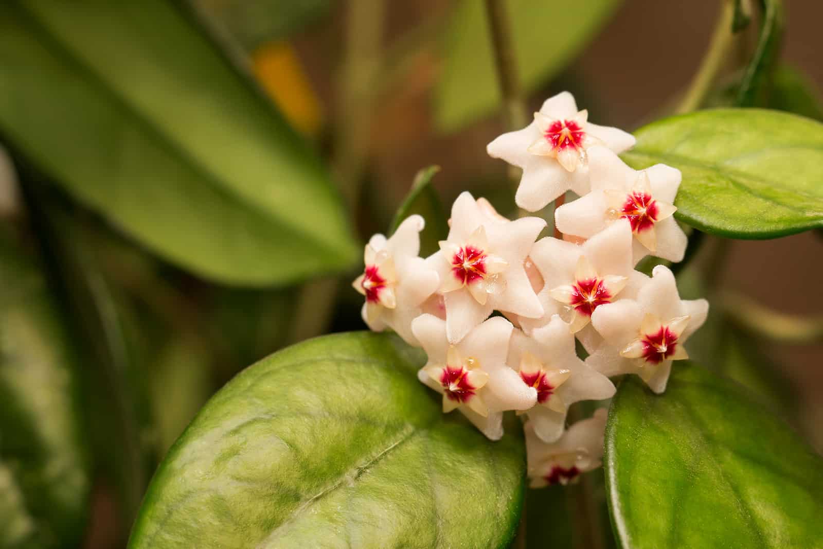 Hoya Fungii: Features, Care Guide, And Common Issues