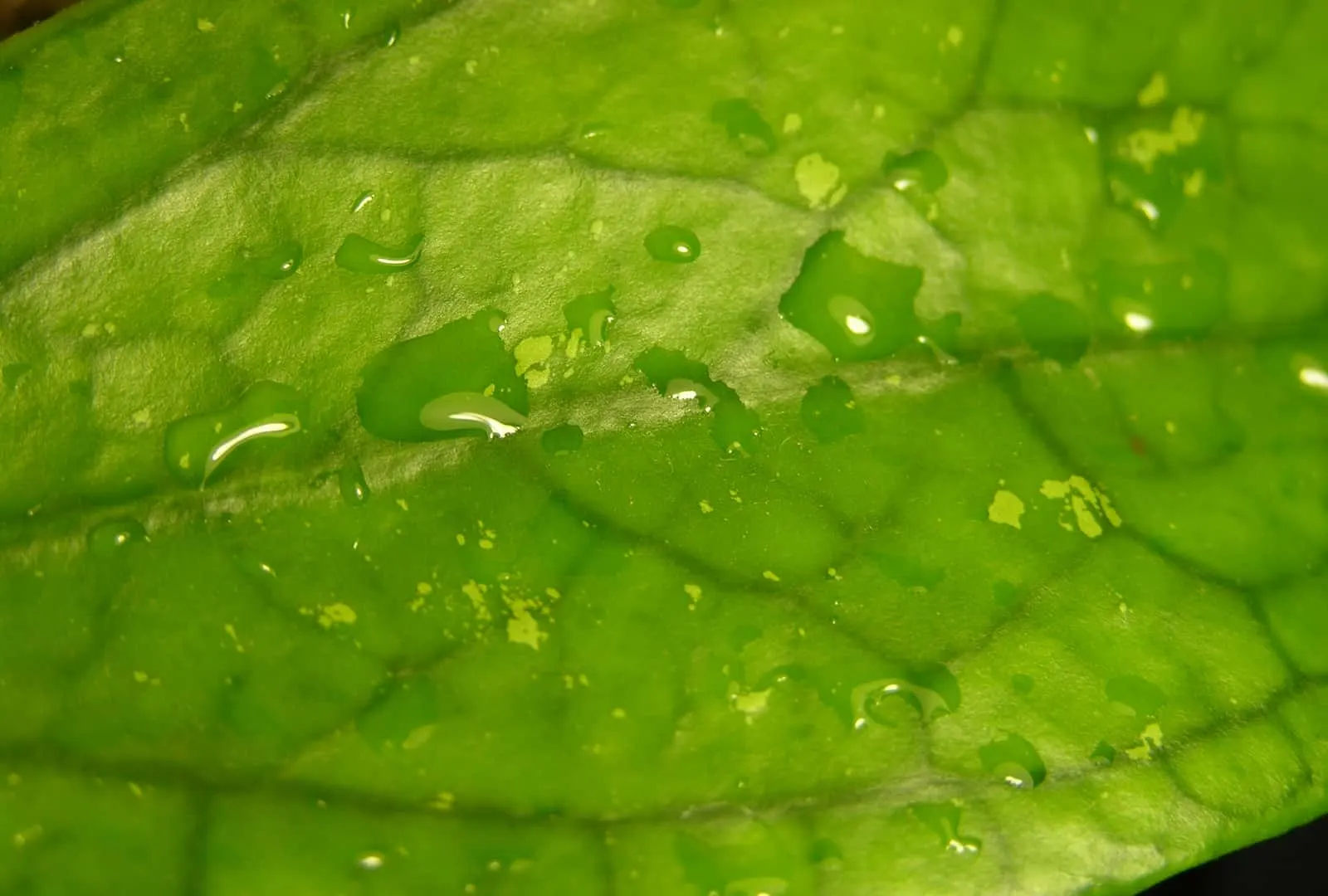 Hoya leave with water drops of different shapes