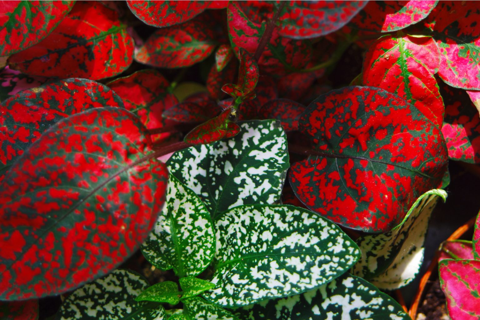 A List Of Plants With Red Leaves Red And Green Leaf Cultivars 5137