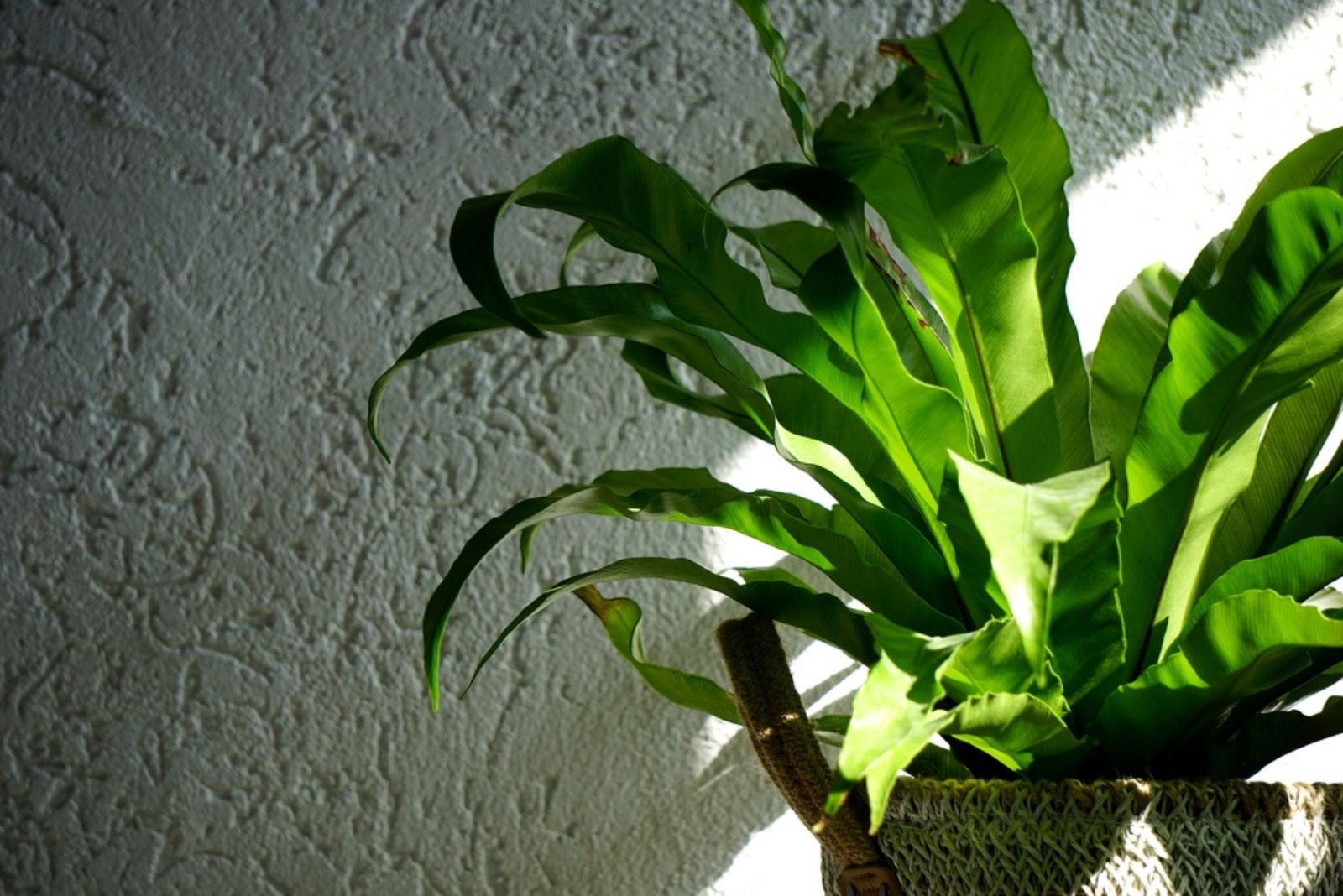 Japanese Bird’s Nest Fern