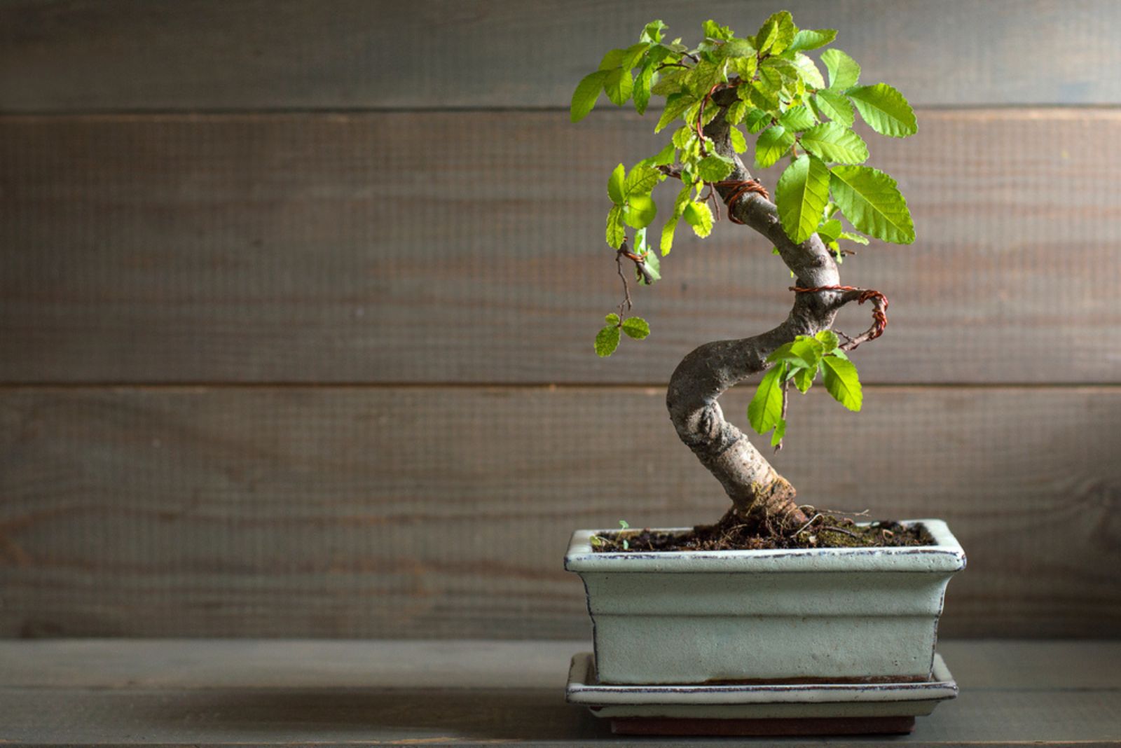 Japanese Elm Bonsai