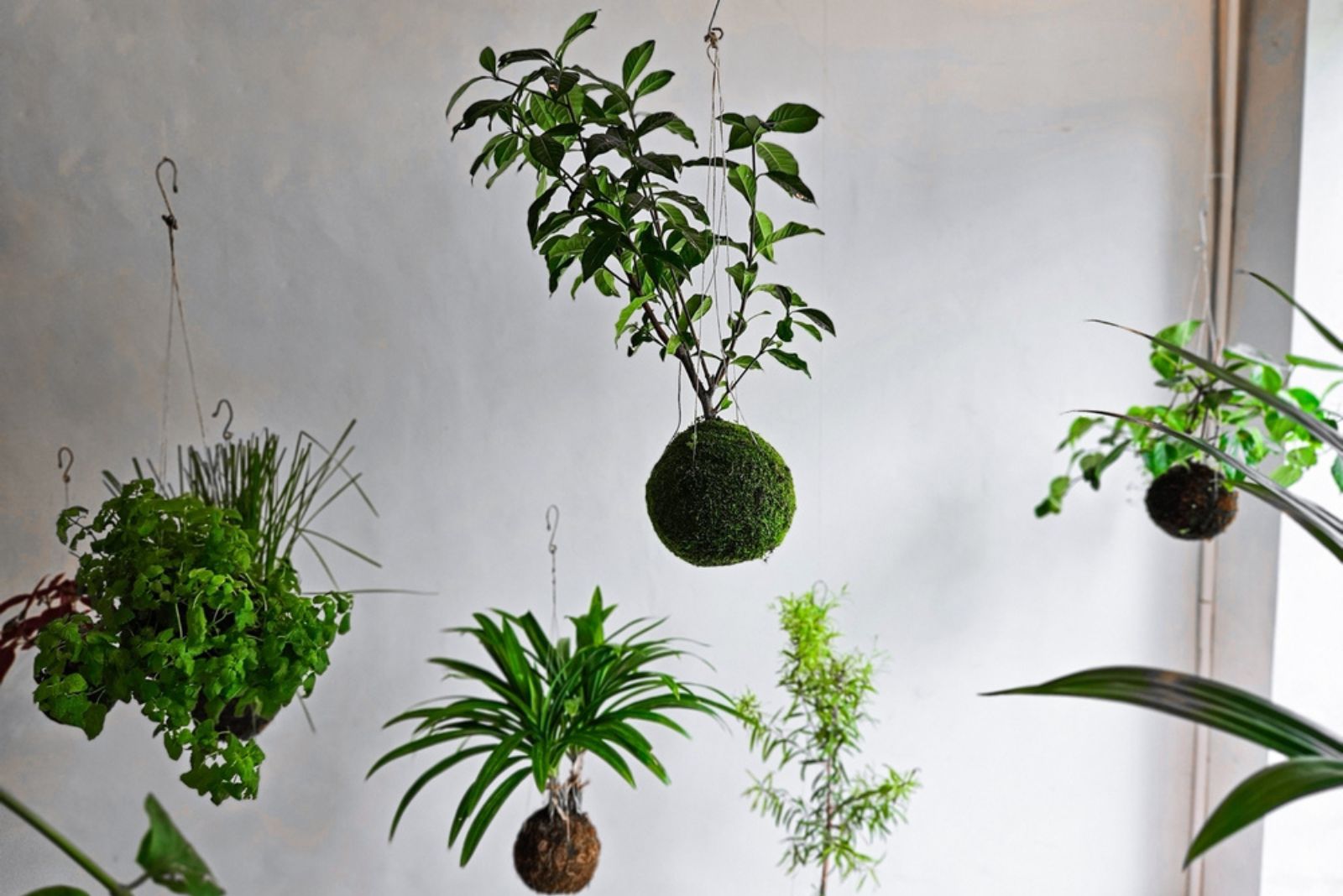 Kokedama plants