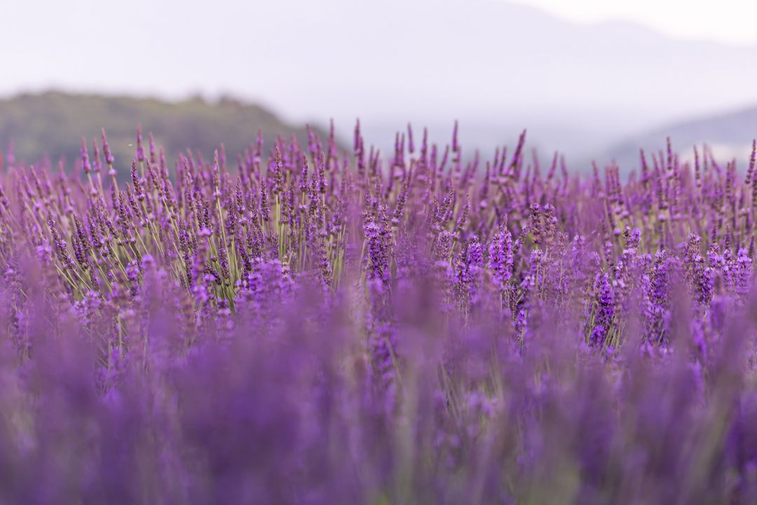 When Does Lavender Bloom? The Answer You’ve Been Looking For