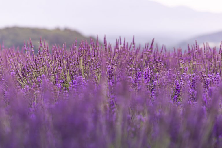 When Does Lavender Bloom? The Answer You’ve Been Looking For