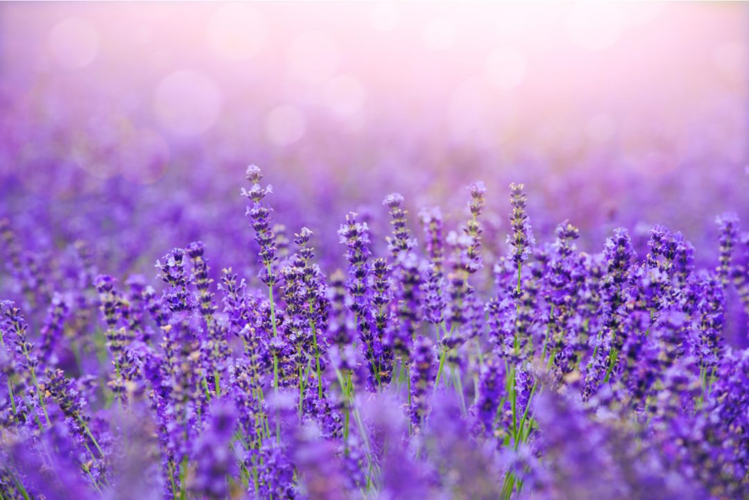 When Does Lavender Bloom? The Answer You’ve Been Looking For