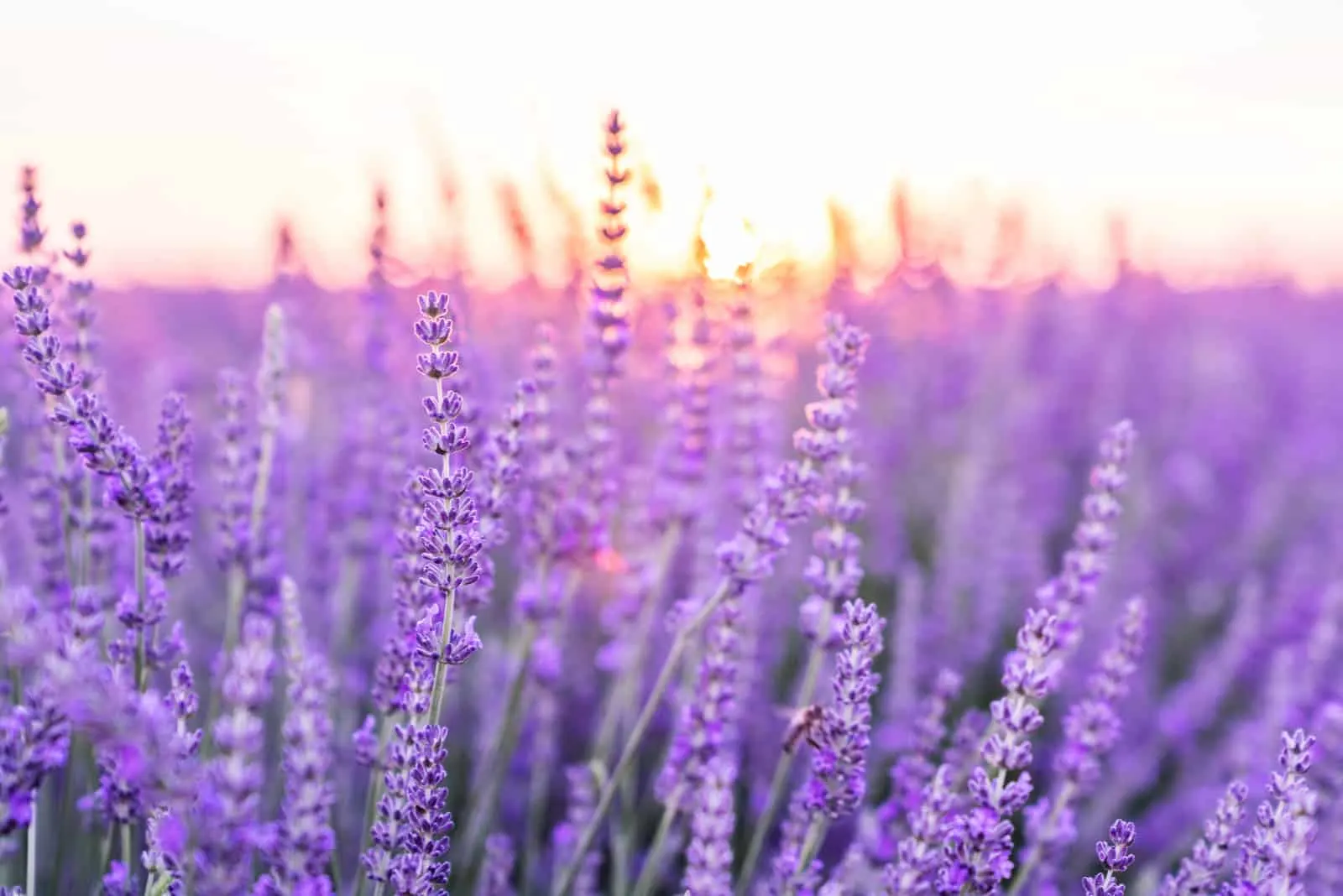 Lavender flowers in field