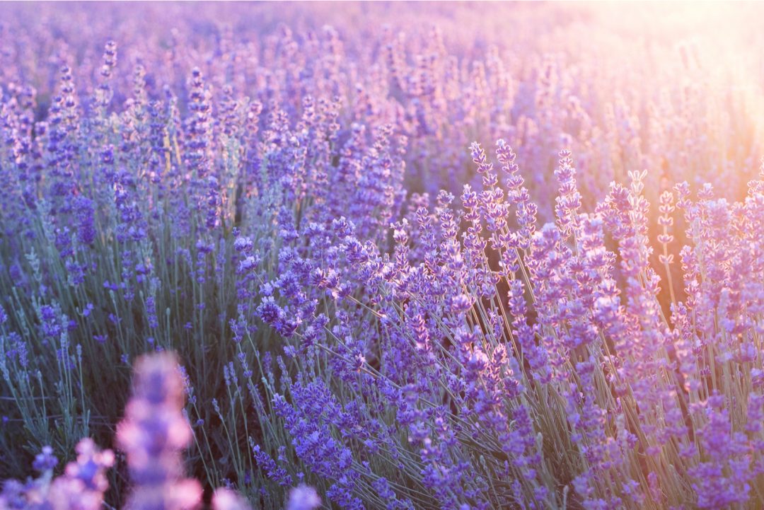 When Does Lavender Bloom? The Answer You’ve Been Looking For