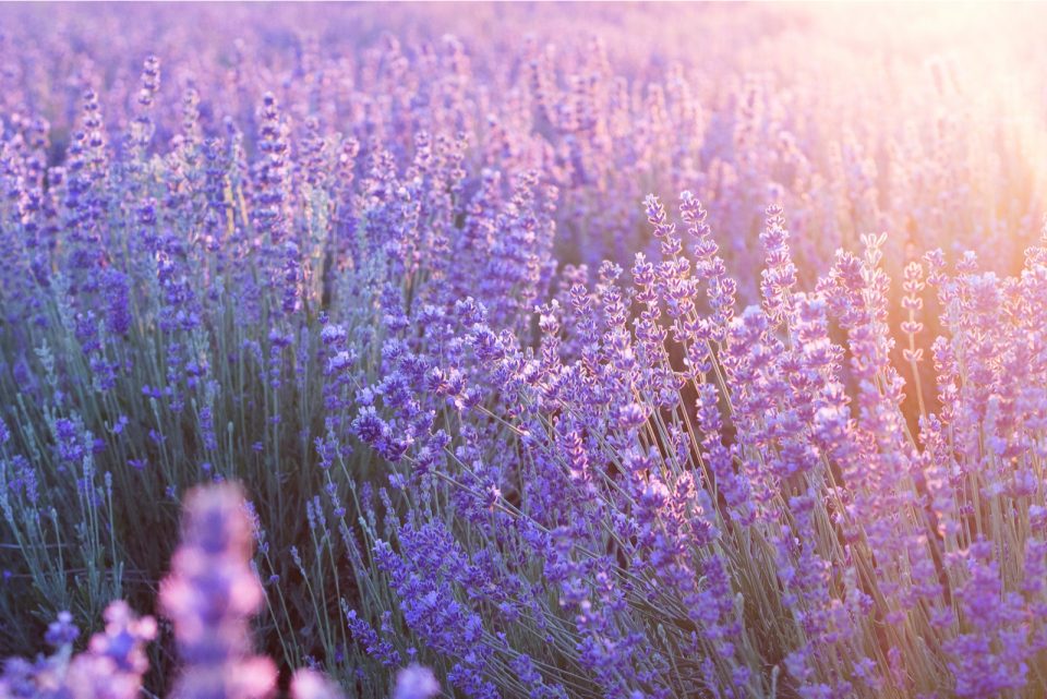When Does Lavender Bloom? The Answer You’ve Been Looking For
