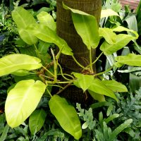 A large Philodendron Lemon Lime with aerial roots climbing on a tree