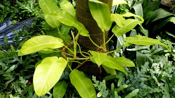 Lemon Lime Philodendron: Answering Your Every Question