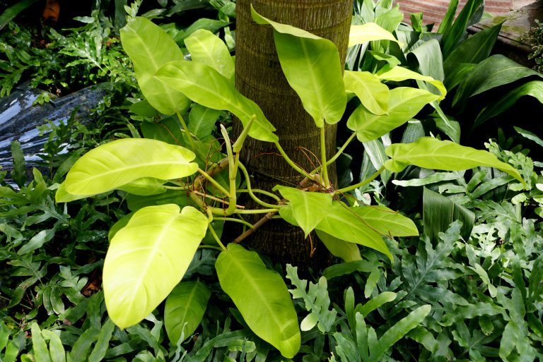 A large Philodendron Lemon Lime with aerial roots climbing on a tree