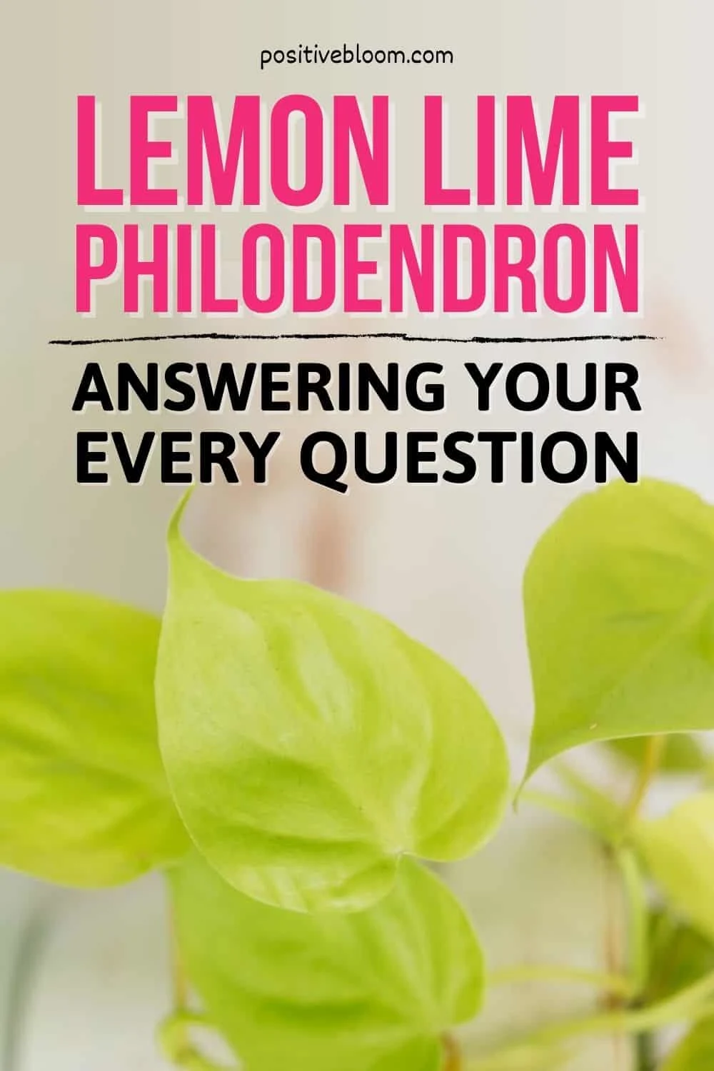 Lemon Lime Philodendron Answering Your Every Question Pinterest