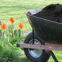 Wheel barrow filled with black composted soil beside a colorful flowers