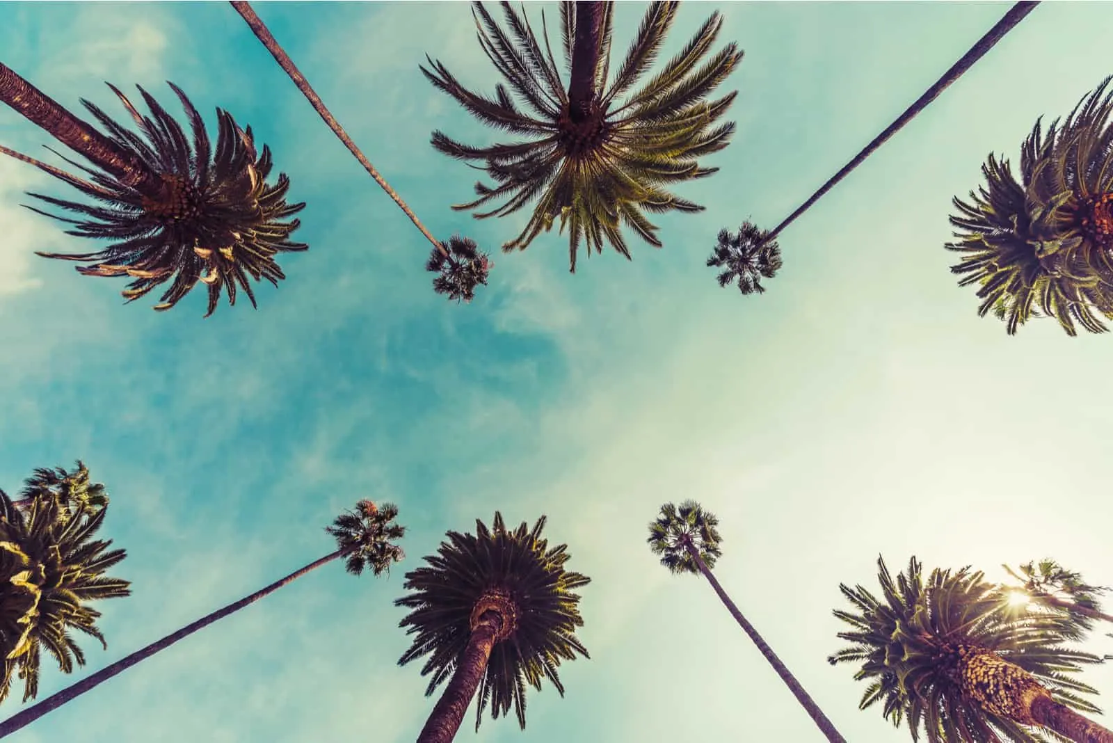 Los Angeles palm trees