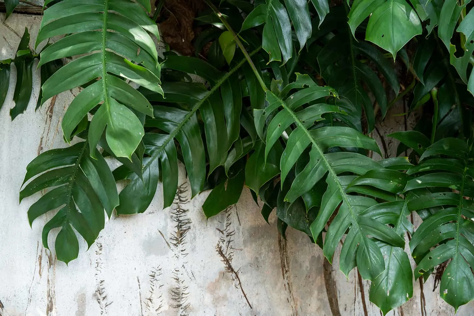 Lush of Epipremnum Pinnatum leaves growing on wall