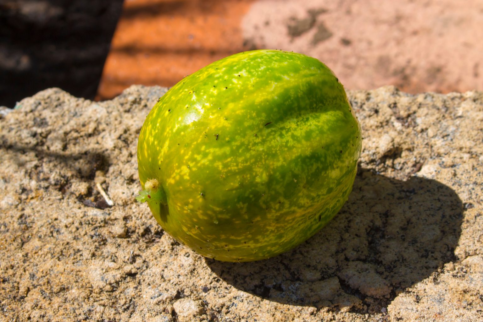 Round Cucumber Varieties, Their Features, And Care Guides