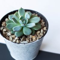 echeveria in a decorative pot