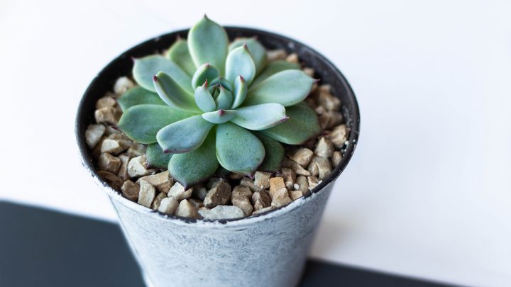 Meet Echeveria Flower: Features, Varieties, And Care Guide