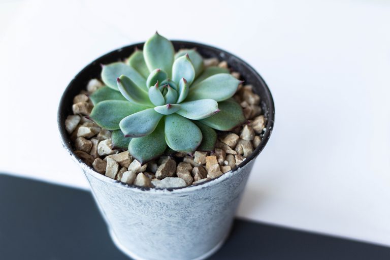 echeveria in a decorative pot