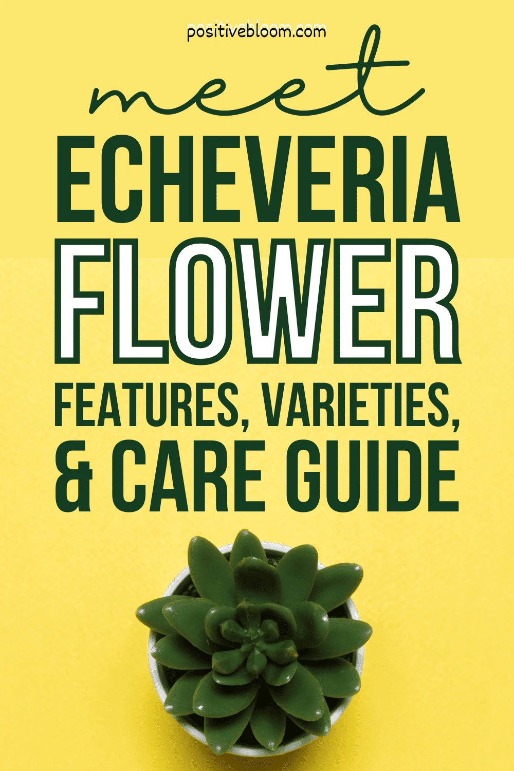 Meet Echeveria Flower Features, Varieties, And Care Guide Pinterest