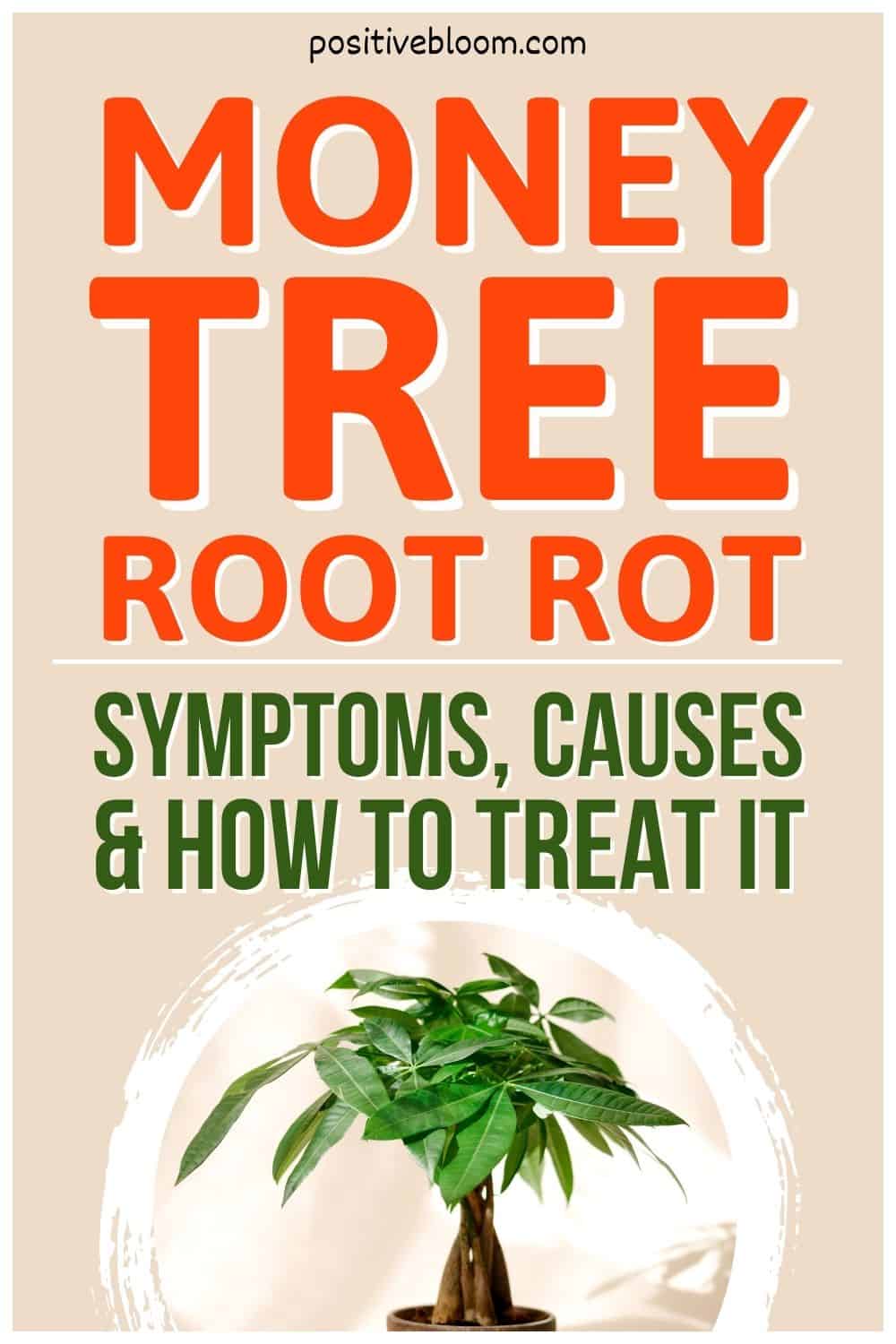 Money Tree Root Rot – Symptoms, Causes & How To Treat It