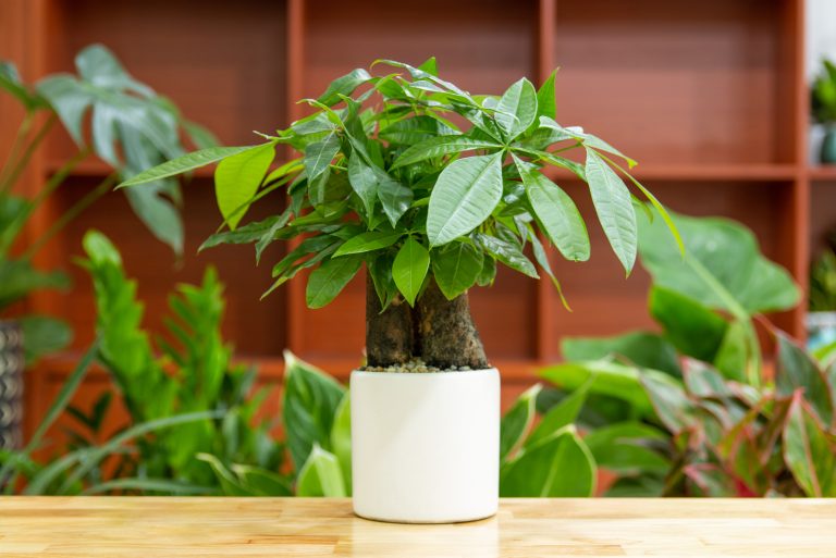 Pachira aquatica in white pot on table
