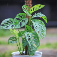 monstera acuminata plant in white pot