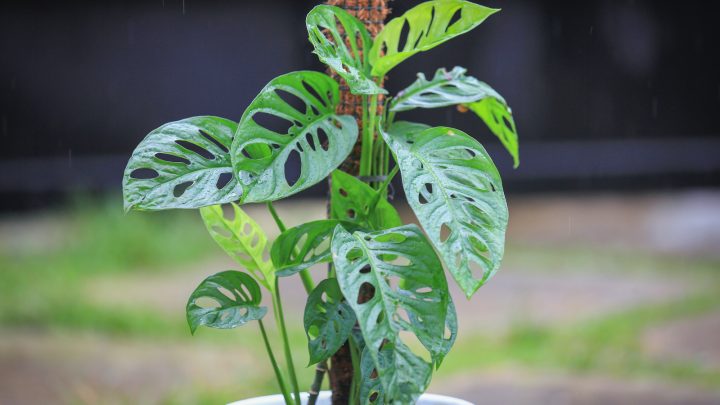 Monstera Acuminata: Features And A Complete Care Guide